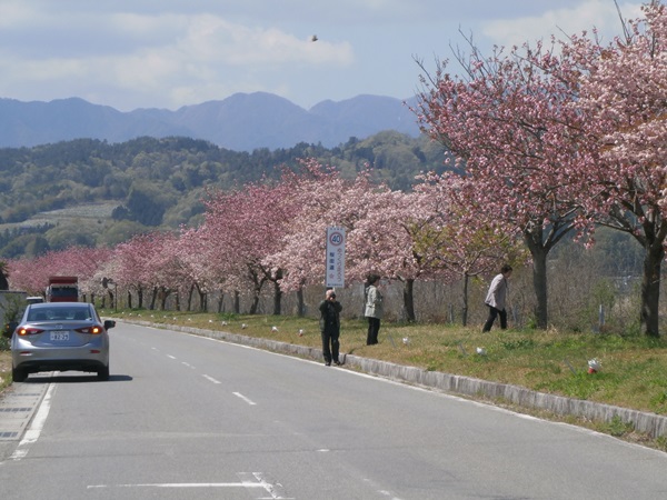 天竜峡　桜街道八重桜