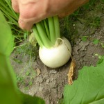 信州カブ収穫体験ツアー