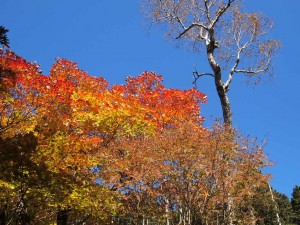 東山道　旅行 ツアー ウォーキング