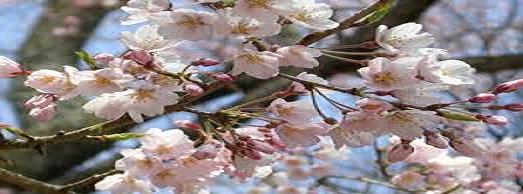 連携して三遠南信住民ネットワークの総会と桜まつりが開催されます