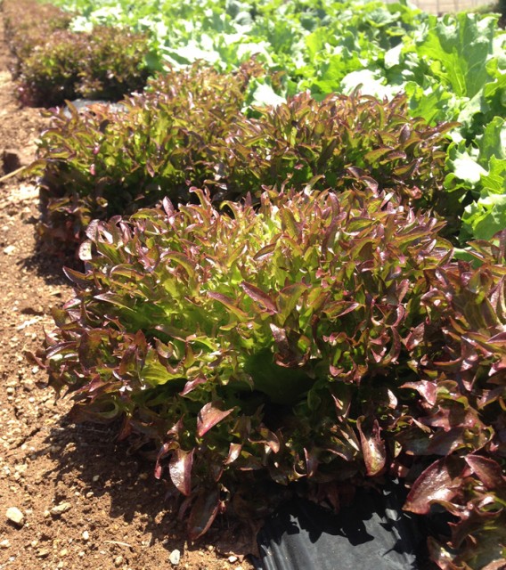 ハンサムレッド