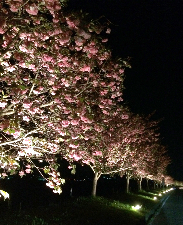 天龍峡　八重桜　ライトアップ